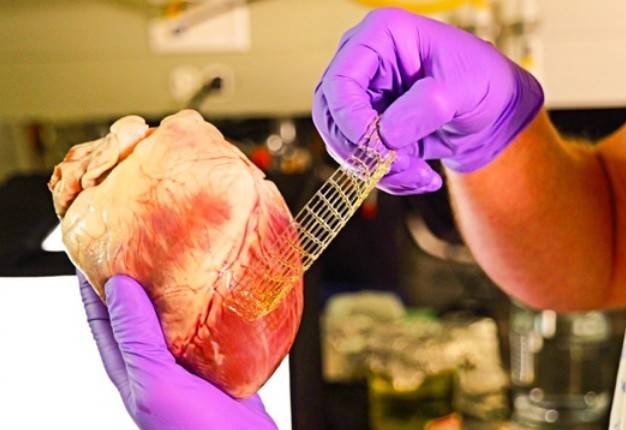 علماء سويسريون يبتكرون رقعة قلبية ثلاثية الأبعاد لترميم أنسجة القلب