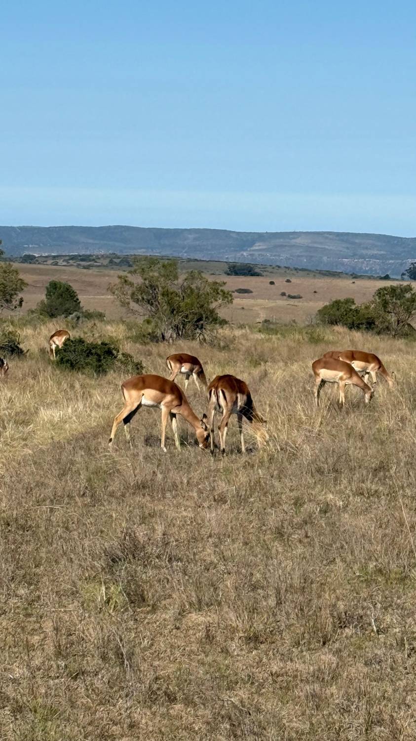 جنوب إفريقيا.. رحلة العمر في قلب السفاري
