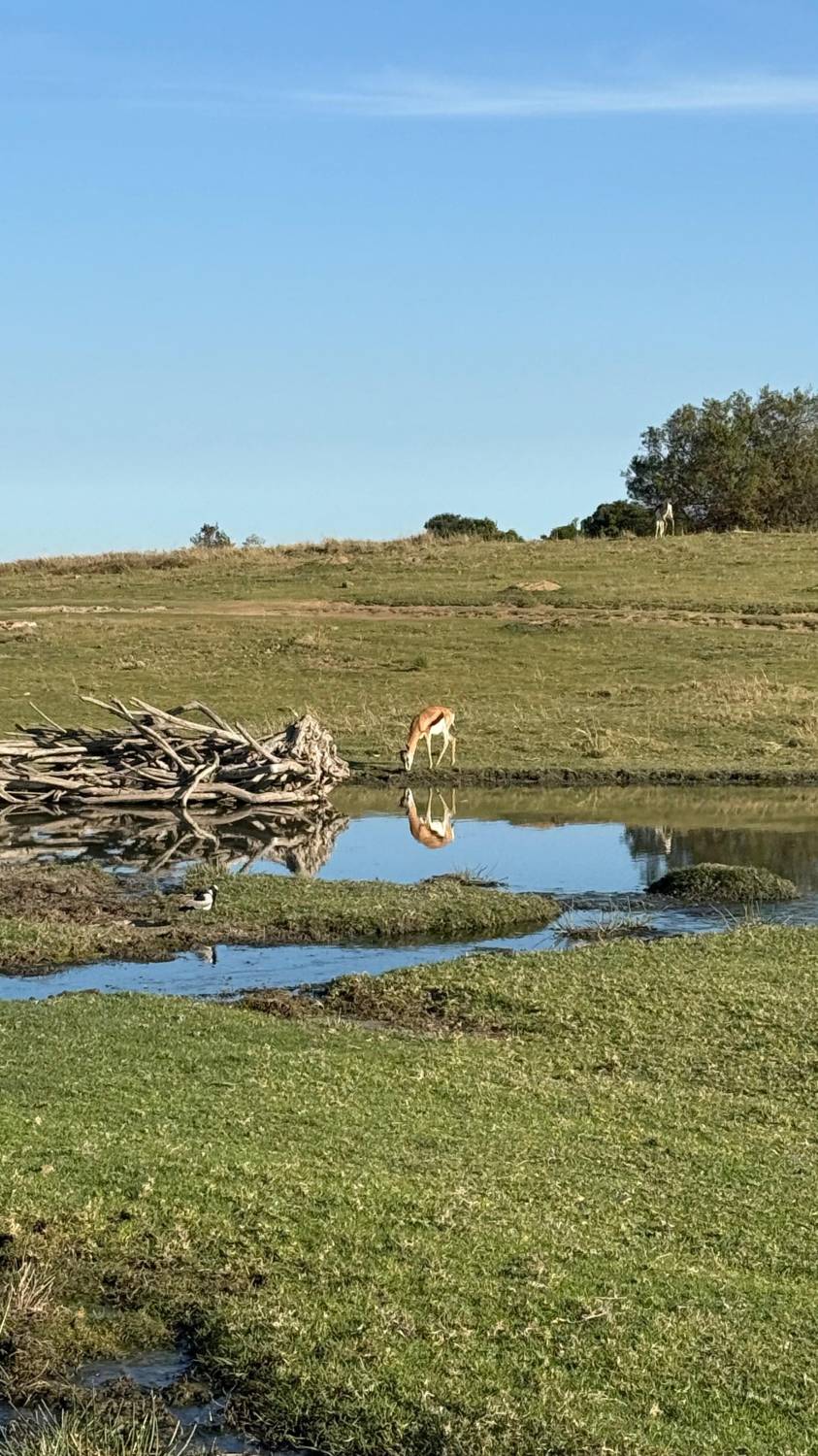 جنوب إفريقيا.. رحلة العمر في قلب السفاري
