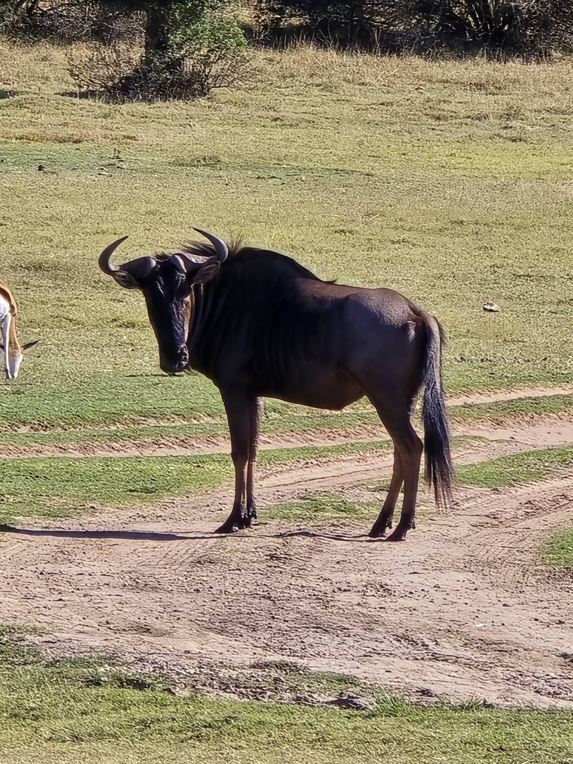 جنوب إفريقيا.. رحلة العمر في قلب السفاري