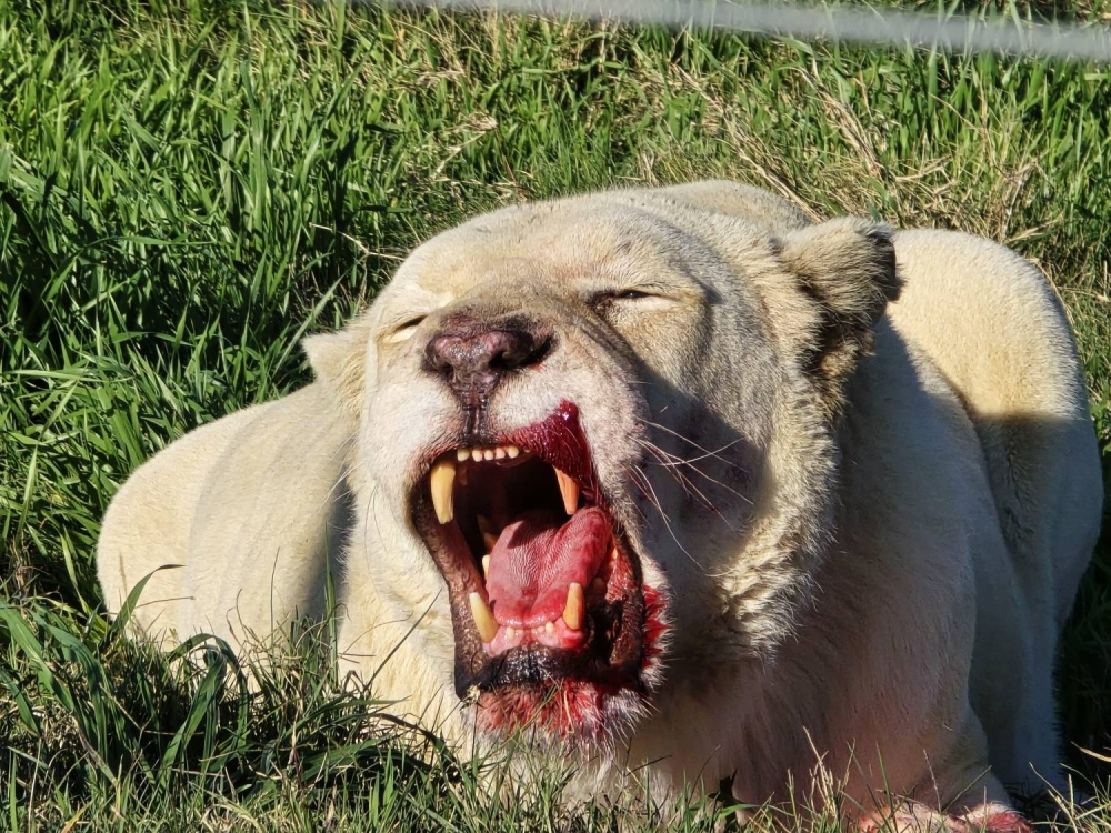 جنوب إفريقيا.. رحلة العمر في قلب السفاري