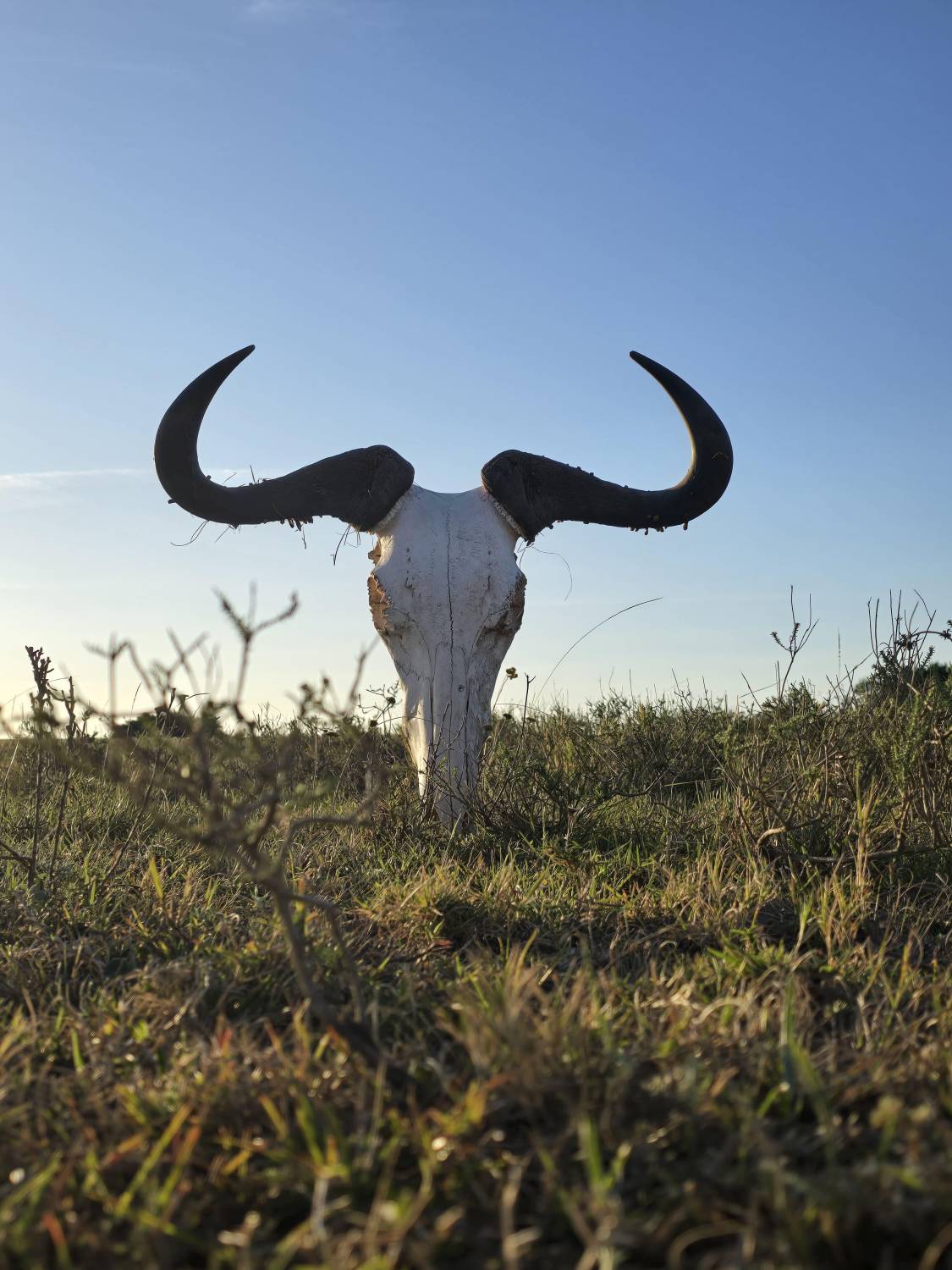 جنوب إفريقيا.. رحلة العمر في قلب السفاري