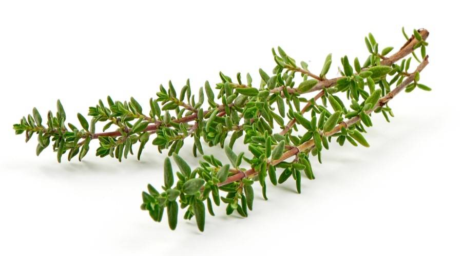 الزعتر البري وأسراره.. من تعزيز المناعة إلى صحة البشرة وتحسين لمزاج