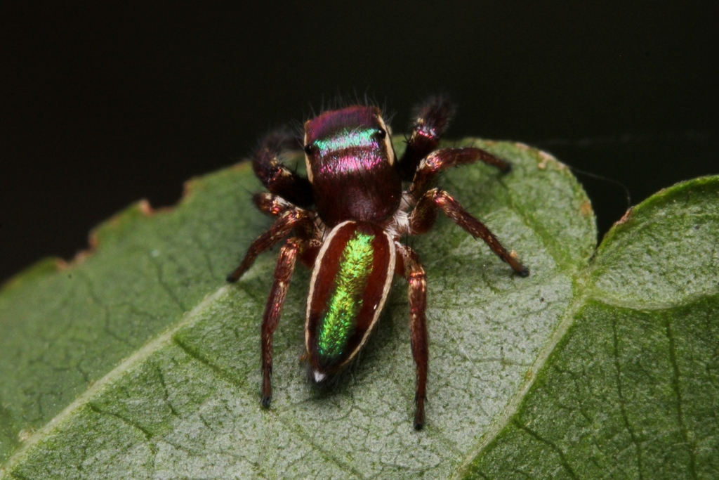 نظام غذائي فريد للعنكبوت القافز Bagheera kiplingi.. مميز عن الجميع