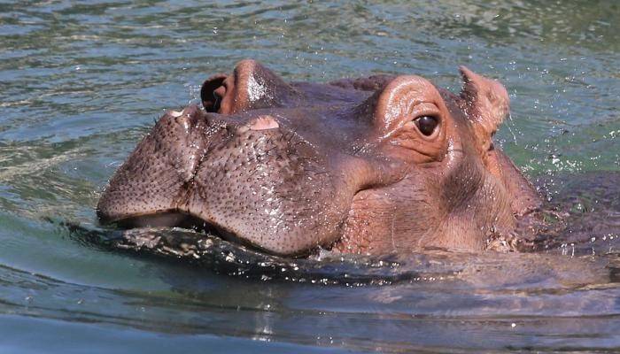 أشد فتكًا من الأسد.. ماذا تعرف عن فرس النهر؟