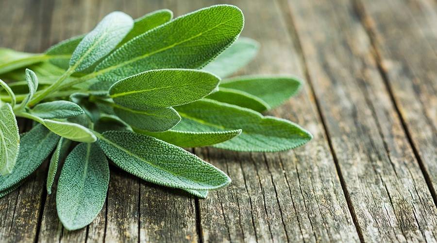 فوائد عشبة الميرمية للصحة العامة والشعر