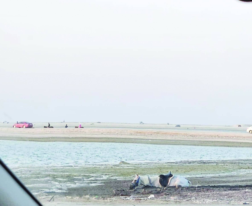 بعد غوص حصان.. الوداعي: &laquo;التربة الطينية&raquo; خطر يُهدّد مرتادي ساحل نورانا