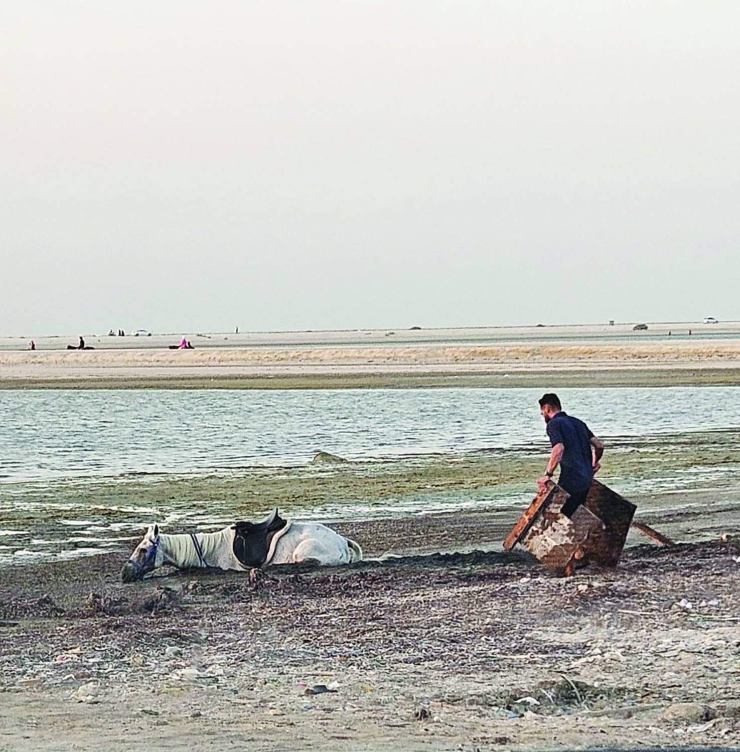 بعد غوص حصان.. الوداعي: &laquo;التربة الطينية&raquo; خطر يُهدّد مرتادي ساحل نورانا