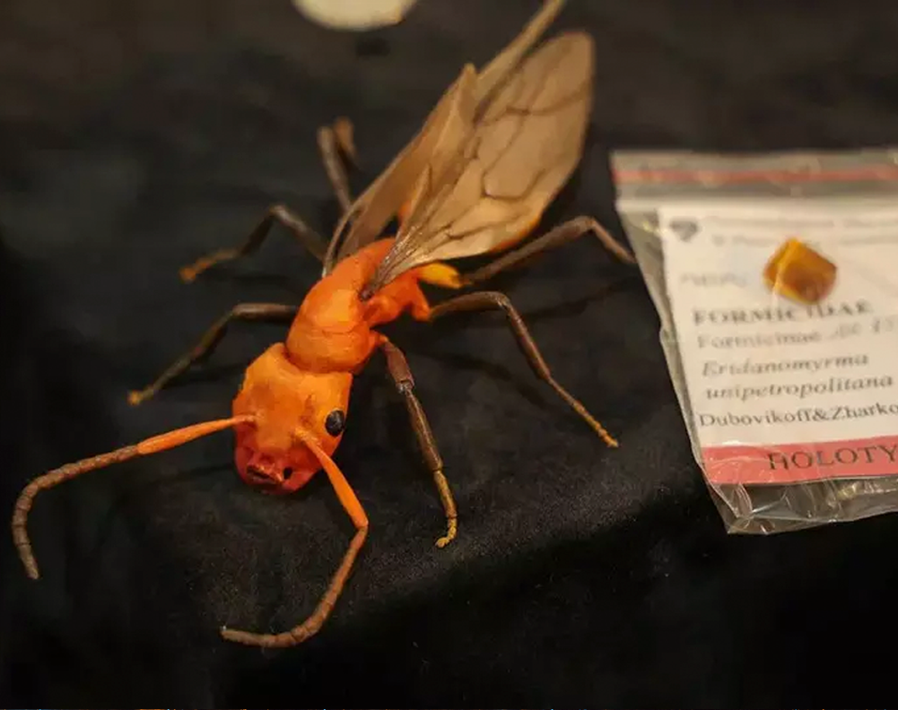 اكتشاف نوع جديد من النمل ليس له عيون في قطرة كهرمان عمرها 34 مليون سنة