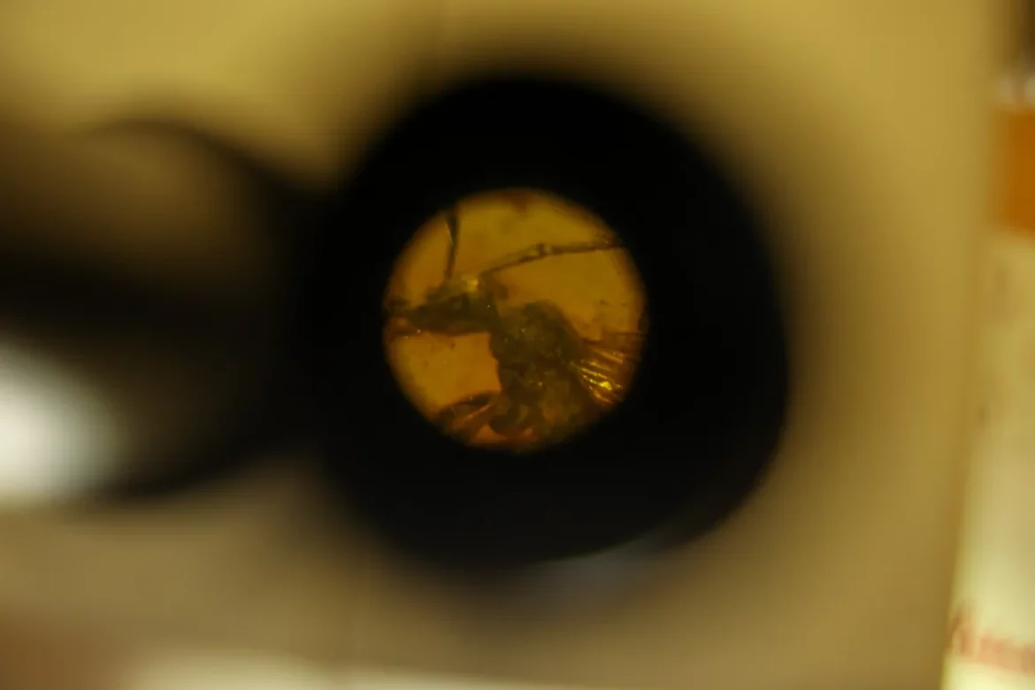 اكتشاف نوع جديد من النمل ليس له عيون في قطرة كهرمان عمرها 34 مليون سنة