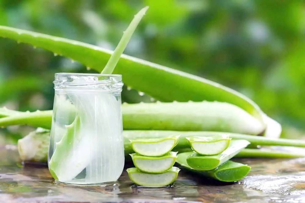 أفضل 5 وصفات طبيعية بالصبار للعناية بالشعر وحمايته من التقصف