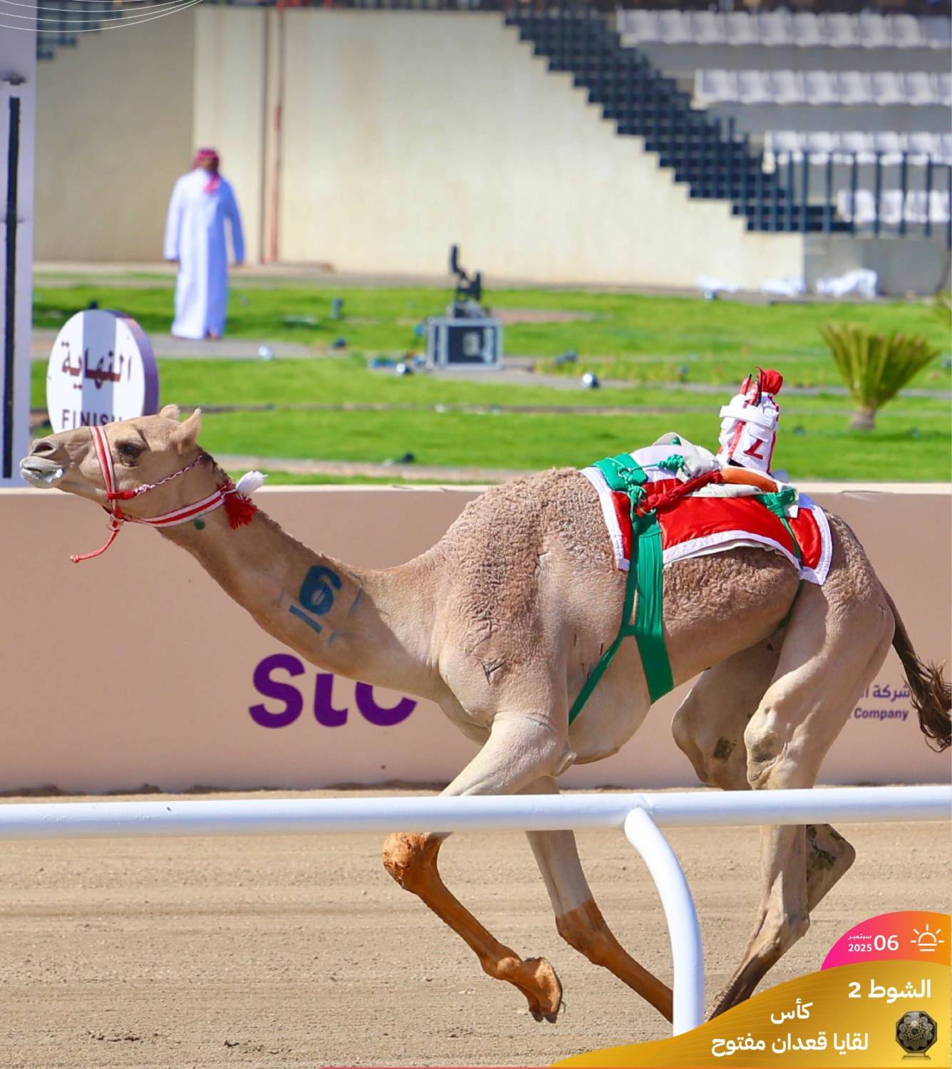 "الشاهينية" و"صمصام" يبصمان على تألق الهجن البحرينية في مهرجان ولي العهد السعودي