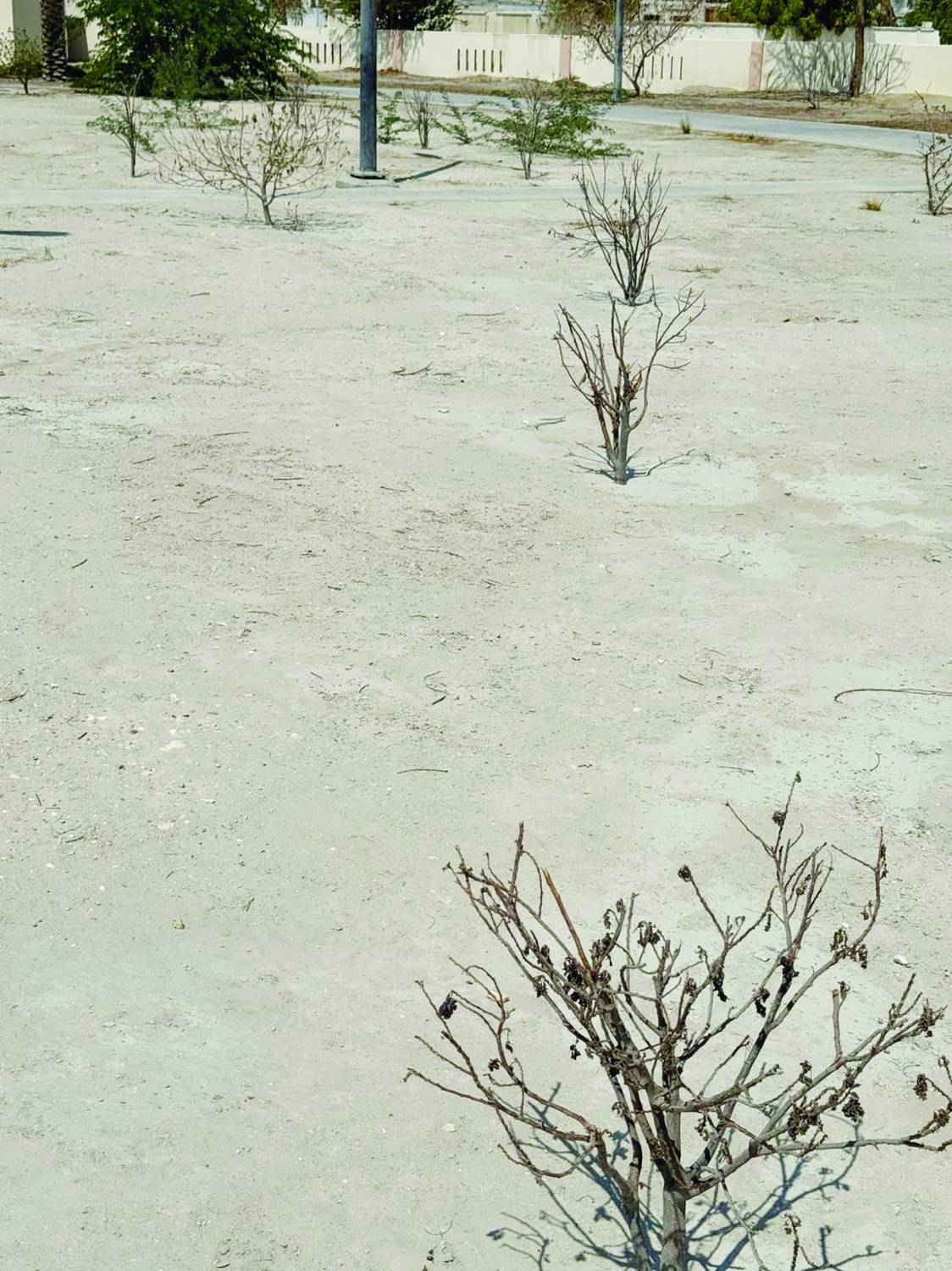 الزعبي: حديقة سافرة تحتاج إلى تطوير شامل وصيانة عاجلة