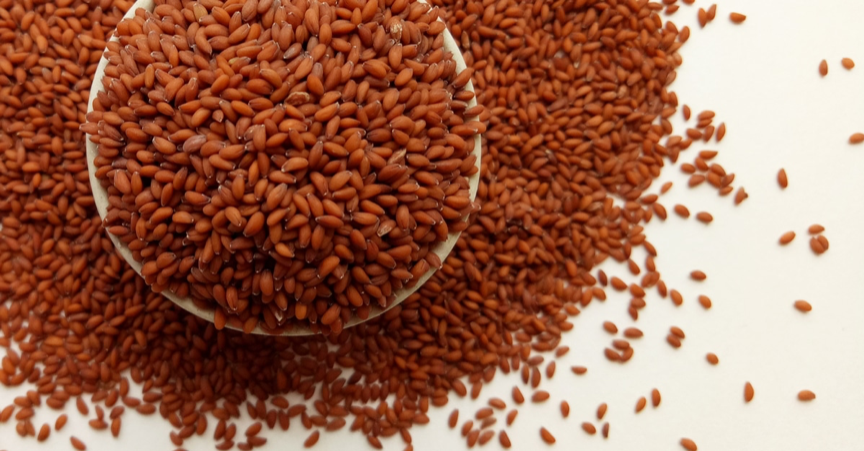 منها علاج الأنيميا.. تعرف على أبرز الفوائد الصحية لـ حب الرشاد