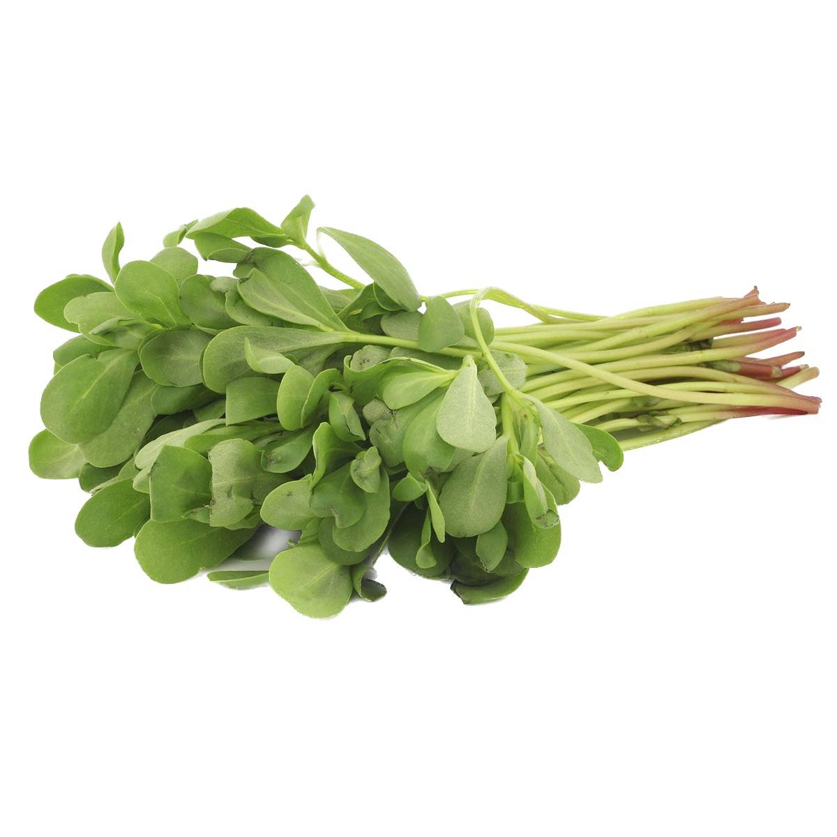 الرجلة.. نبتة بسيطة تخفي كنوزًا غذائية وصحية مذهلة