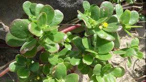 الرجلة.. نبتة بسيطة تخفي كنوزًا غذائية وصحية مذهلة