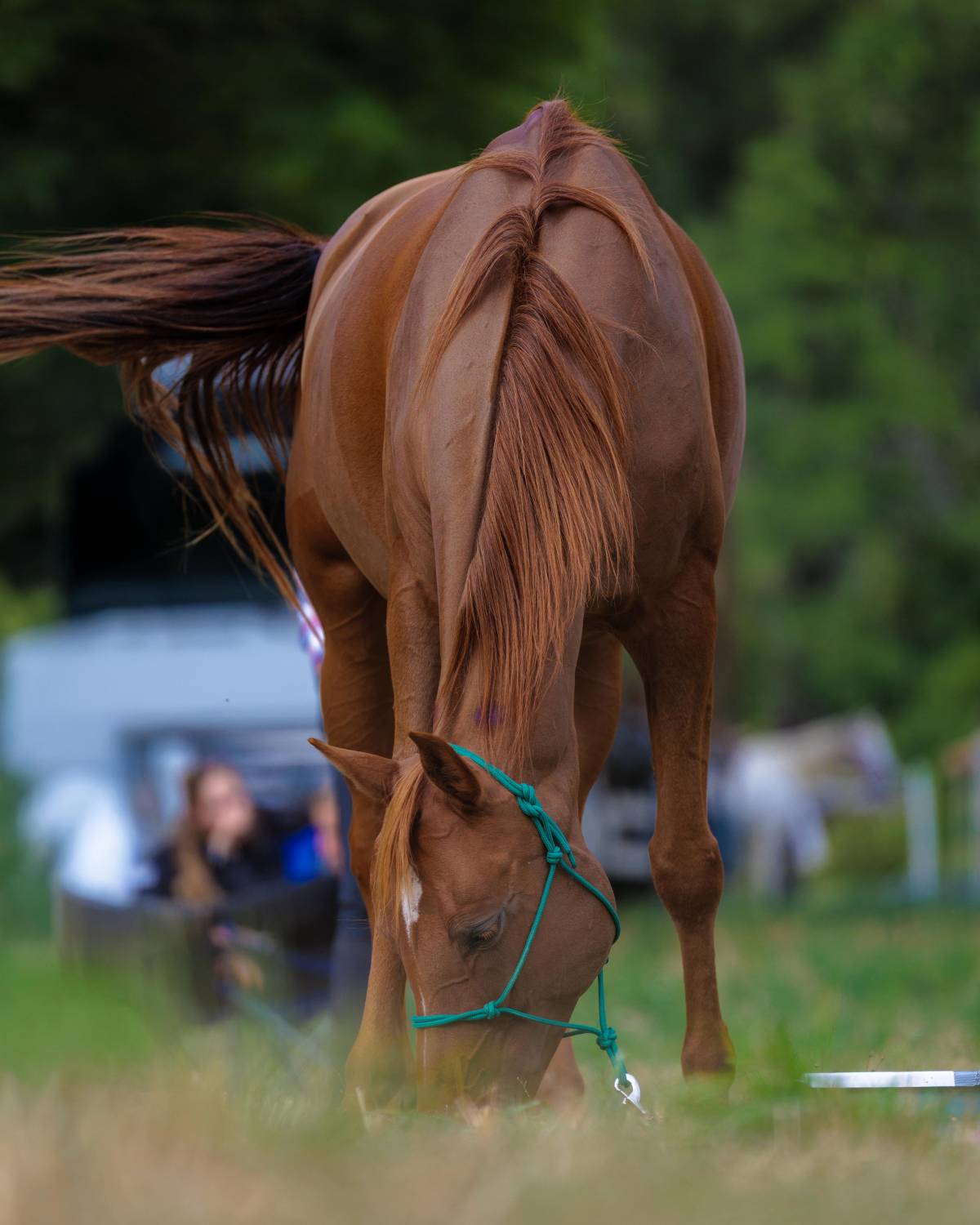 5 فرسان يمثلون الفريق الملكي للقدرة في اليوبيل الذهبي لسباق فلوراك الدولي
