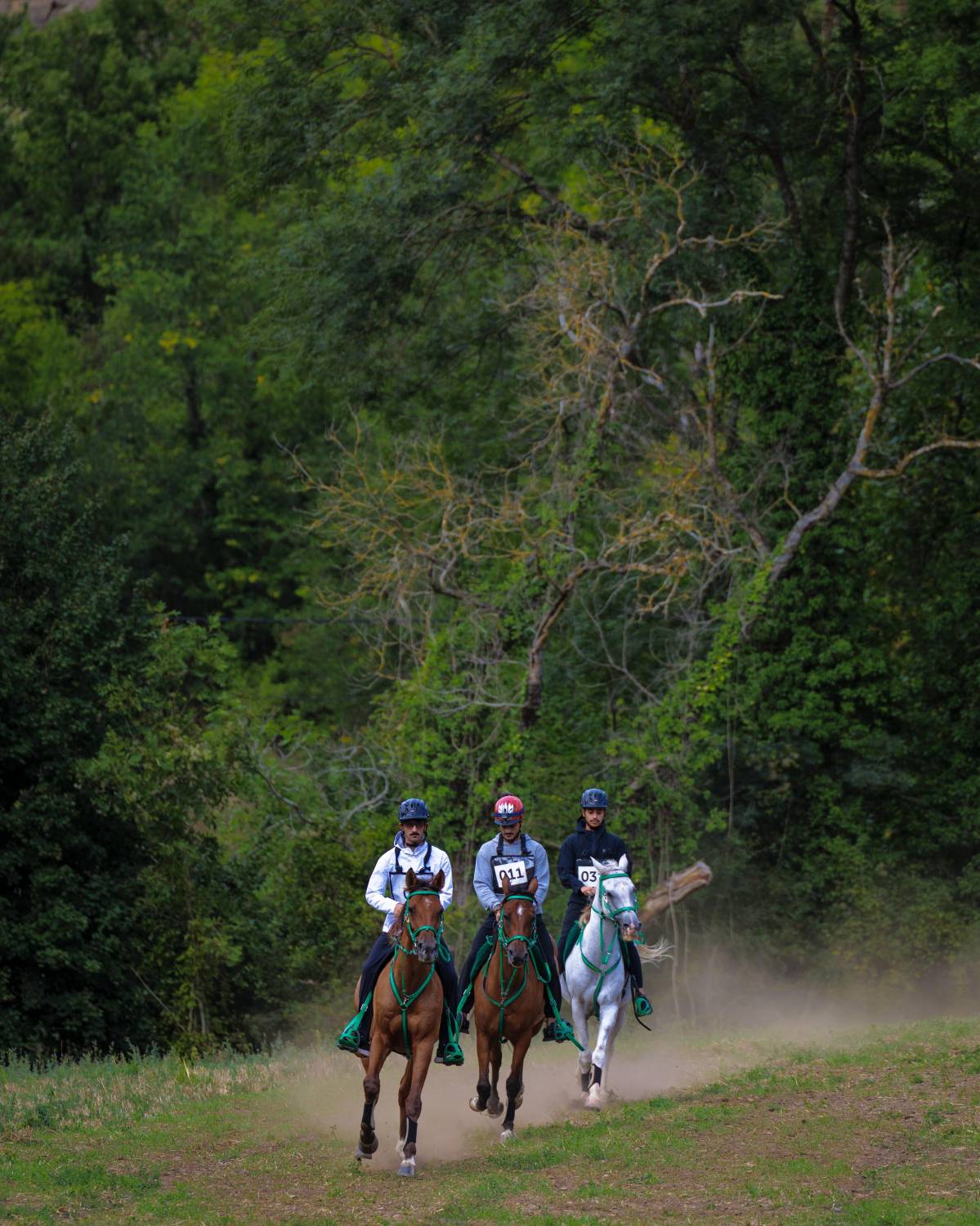 5 فرسان يمثلون الفريق الملكي للقدرة في اليوبيل الذهبي لسباق فلوراك الدولي