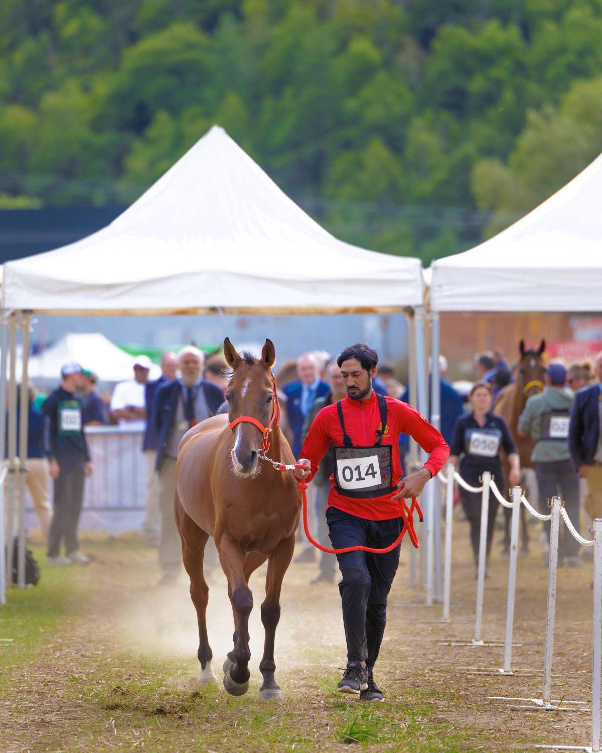 5 فرسان يمثلون الفريق الملكي للقدرة في اليوبيل الذهبي لسباق فلوراك الدولي