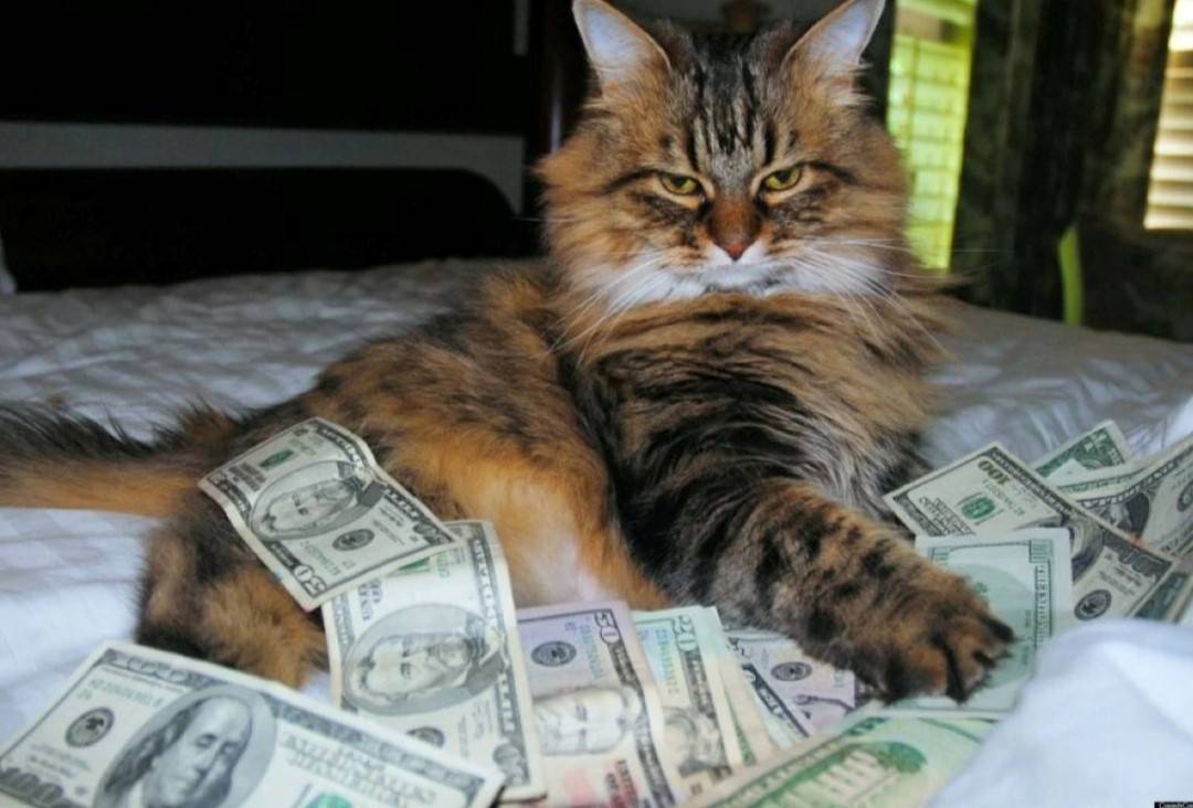 مسن صيني يعرض أملاكه لمن يتعهد برعاية قطته شيبانا بعد وفاته