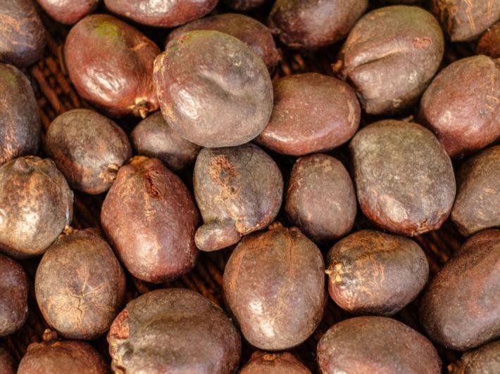 كيف يساهم الدوم في تقوية الذاكرة وصحة القلب؟