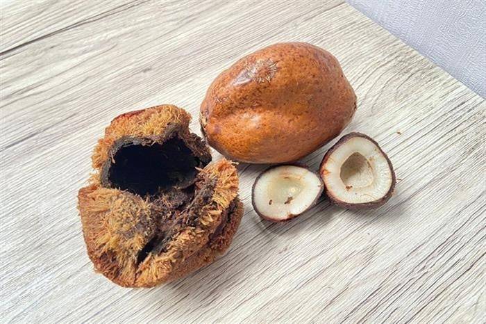 كيف يساهم الدوم في تقوية الذاكرة وصحة القلب؟