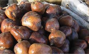 كيف يساهم الدوم في تقوية الذاكرة وصحة القلب؟