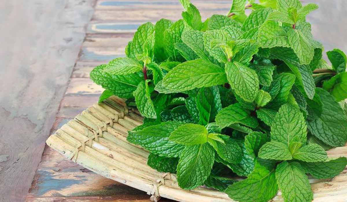 فوائد شرب الماء مع النعناع في تعزيز الجسم والبشرة