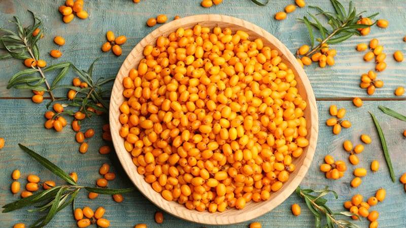 النبق.. أسرار صحية مذهلة لمرضى السكري والأطفال