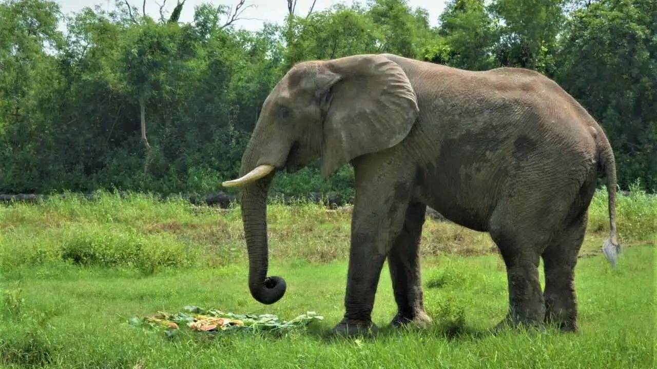 حديقة حيوان دلهي تودّع فيلها الأفريقي الوحيد