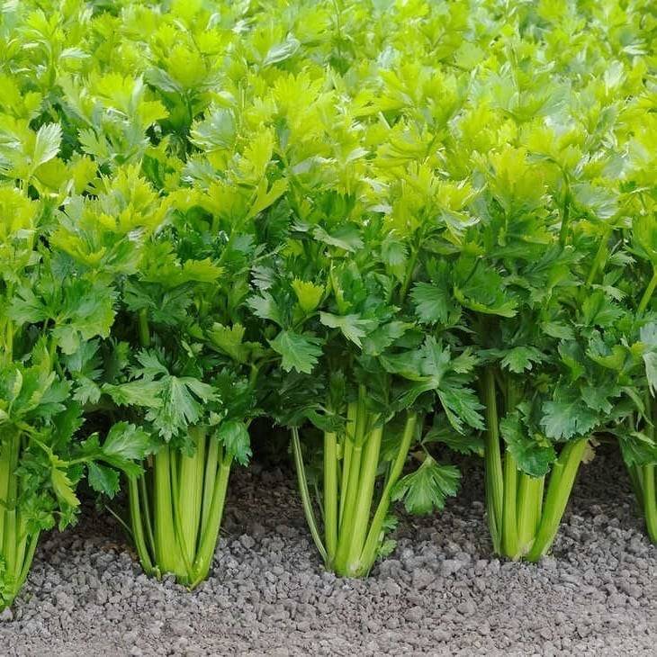 فوائده الصحية والتجميلية ستدهشك.. لماذا يُعد الكرفس كنزًا طبيعيًا؟