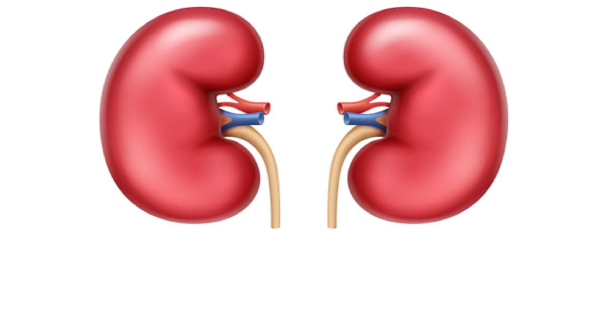 الفشل الكلوي المبكر.. هذه الأعراض يجب الانتباه لها فورًا