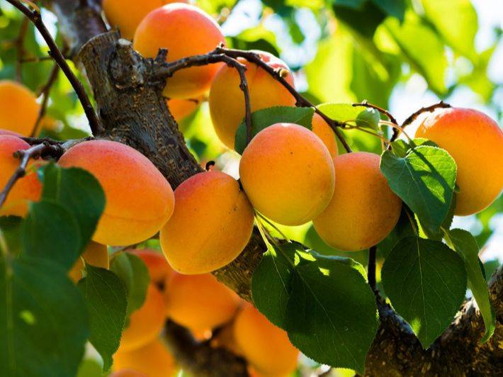 فوائد المشمش في تعزيز صحة العين