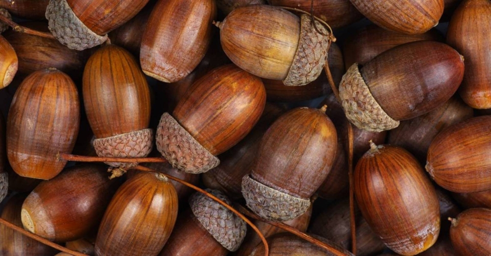 لماذا يُنصح بها لمرضى السكري؟ تعرف على فوائد ثمرة البلوط المذهلة