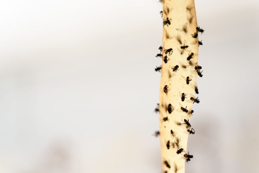 11 طريقة طبيعية وفعالة للتخلص من الذباب