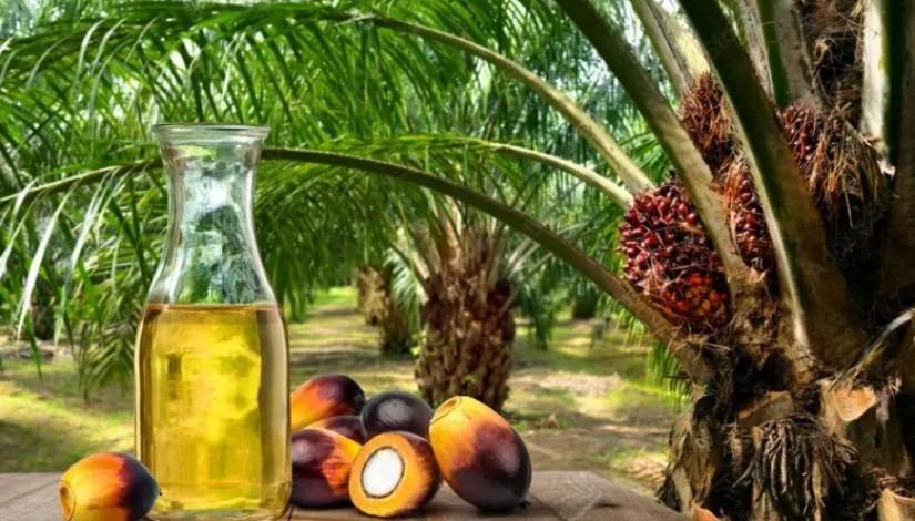 خطر داهم على القلب.. تعرف على أضرار زيت النخيل