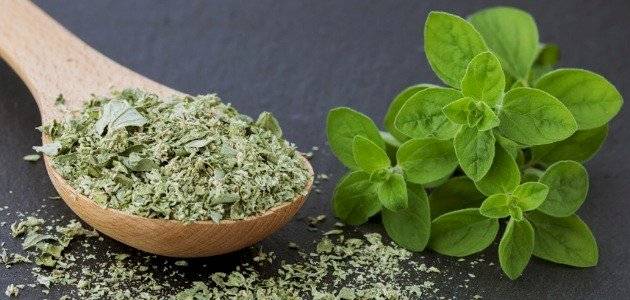 فوائد البردقوش في تخفيف نزلات البرد وتعزيز الهضم