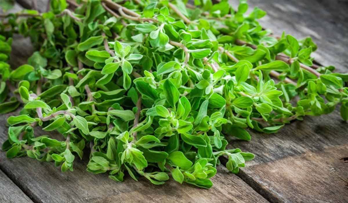 فوائد البردقوش في تخفيف نزلات البرد وتعزيز الهضم