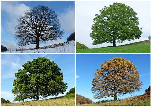 تأثير تغير الفصول على مناعة الجسم