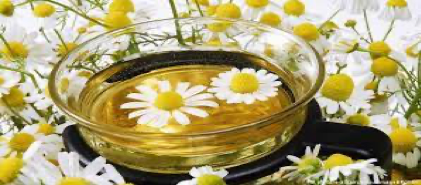 فوائد البابونج الطبية.. سر الراحة والنوم العميق وصحة القلب