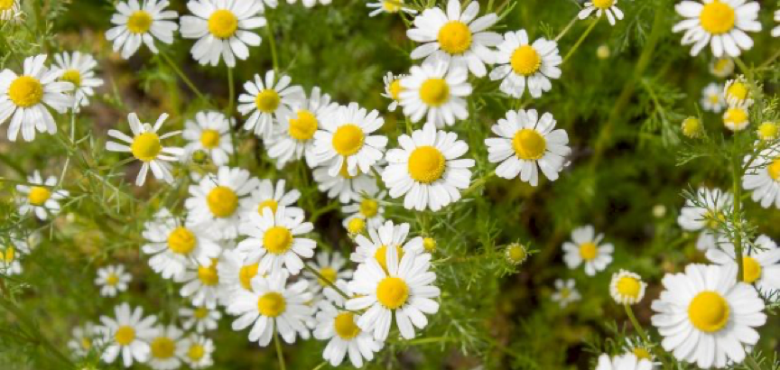 فوائد البابونج الطبية.. سر الراحة والنوم العميق وصحة القلب
