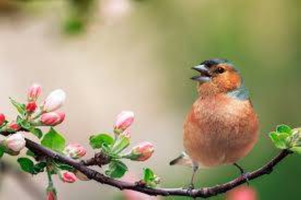 أبرزها تقليل التوتر.. فوائد مذهلة للاستماع إلى الأصوات الطبيعية