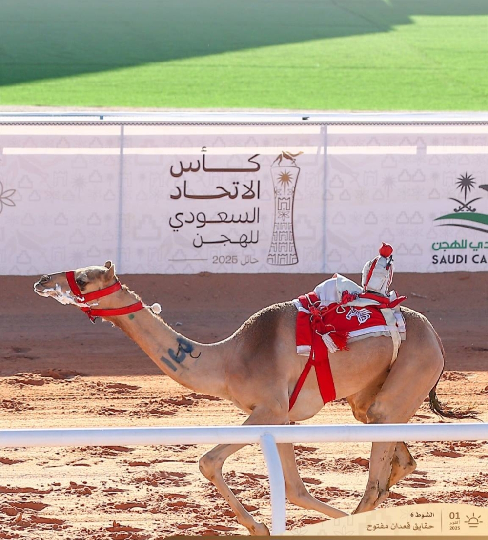 الهجن البحرينية تحقق 3 إنجازات في أول أيام كأس الاتحاد السعودي