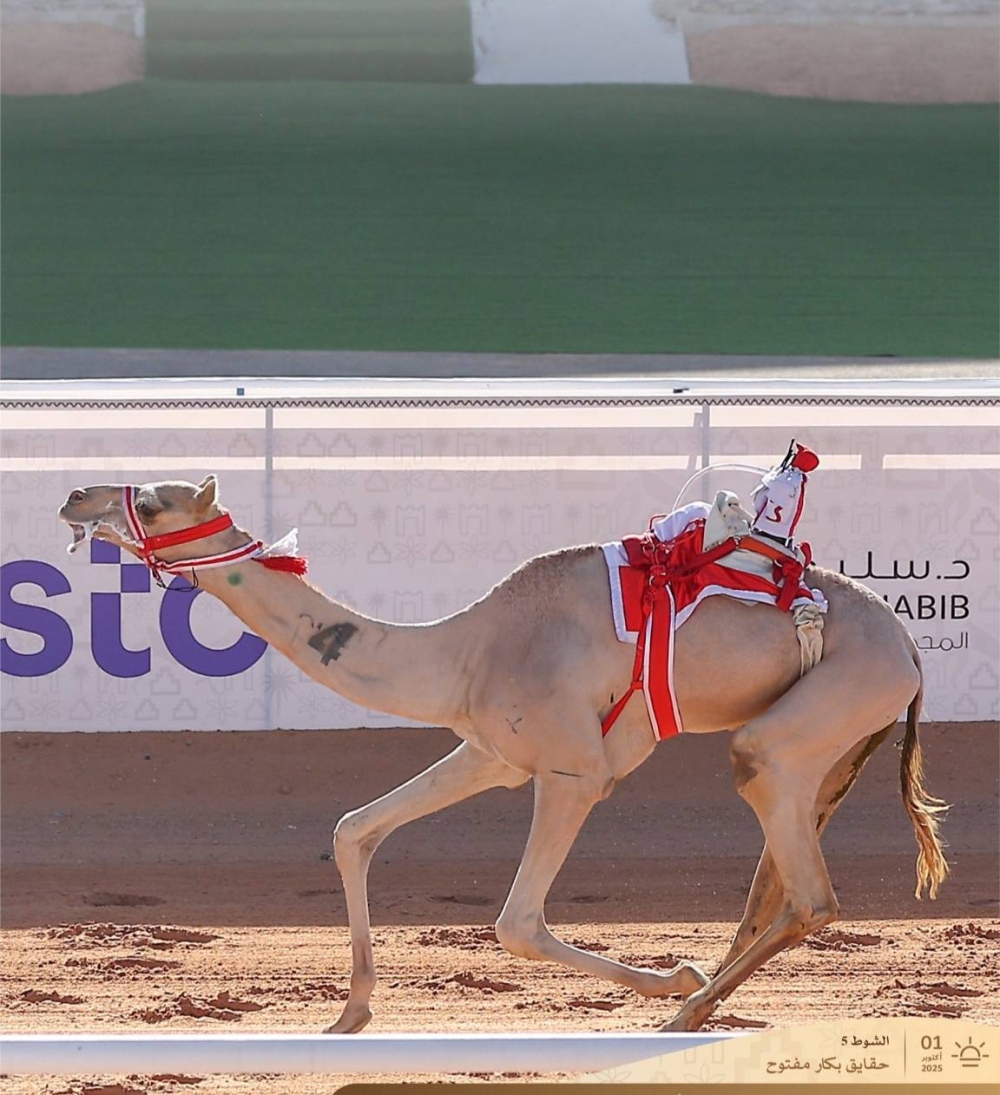 الهجن البحرينية تحقق 3 إنجازات في أول أيام كأس الاتحاد السعودي