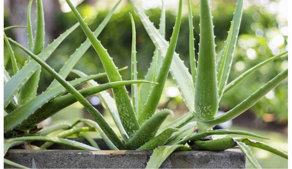 لماذا يعد الصبار العلاج الطبيعي الأفضل للحروق؟