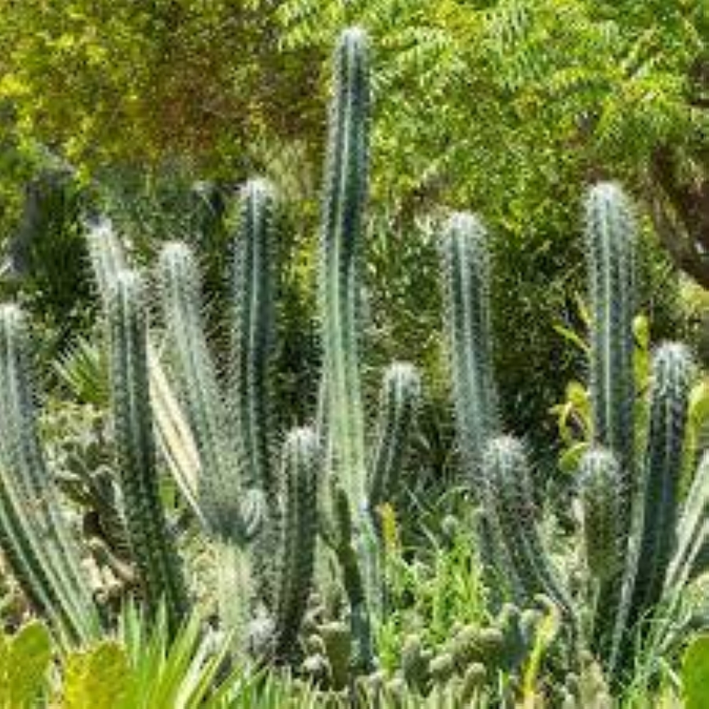 لماذا يعد الصبار العلاج الطبيعي الأفضل للحروق؟