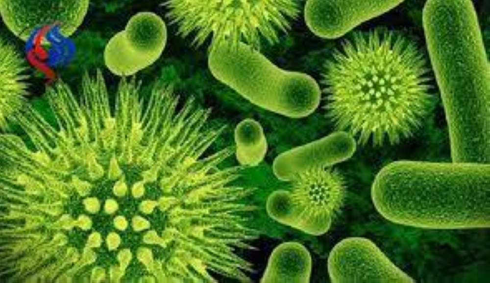 عالم المكورات الذهبية.. كيف تتحول البكتيريا الشائعة إلى عدوى خطيرة؟