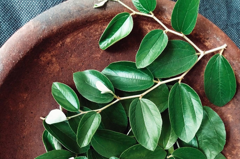 فوائد ورق السدر الصحية.. من الجهاز الهضمي إلى البشرة