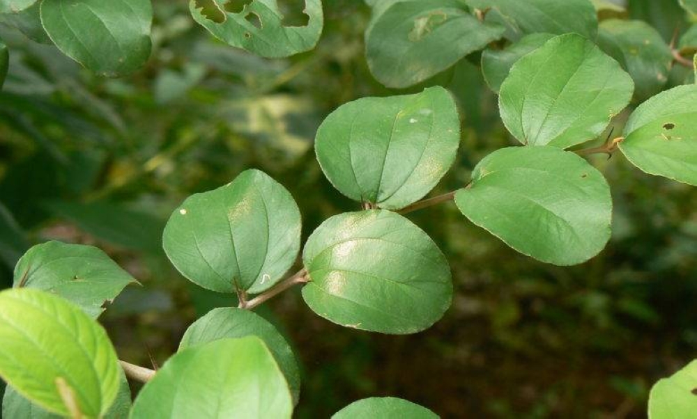 فوائد ورق السدر الصحية.. من الجهاز الهضمي إلى البشرة