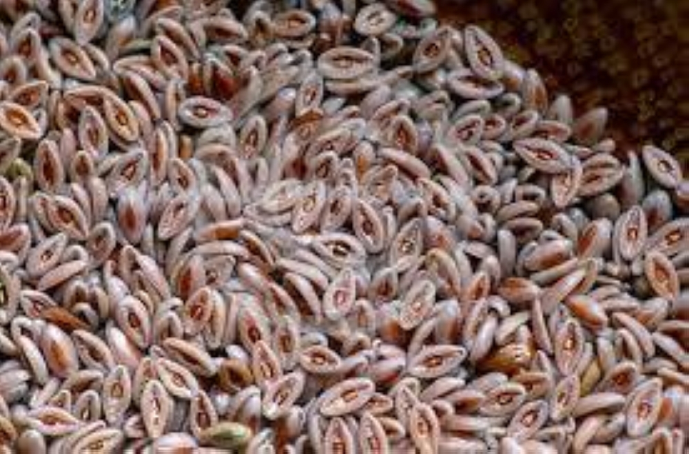 صيدليتك الطبيعية للرشاقة.. هكذا تحوّل بذور القاطونة شعورك بالجوع إلى شبع دائم